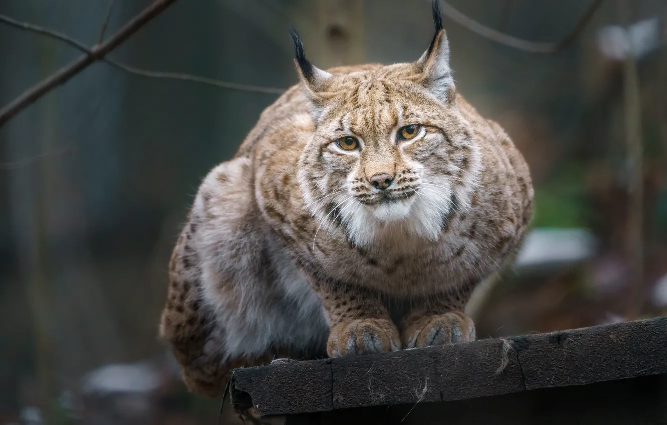 Photo wallpaper look, nature, pose, lynx, face