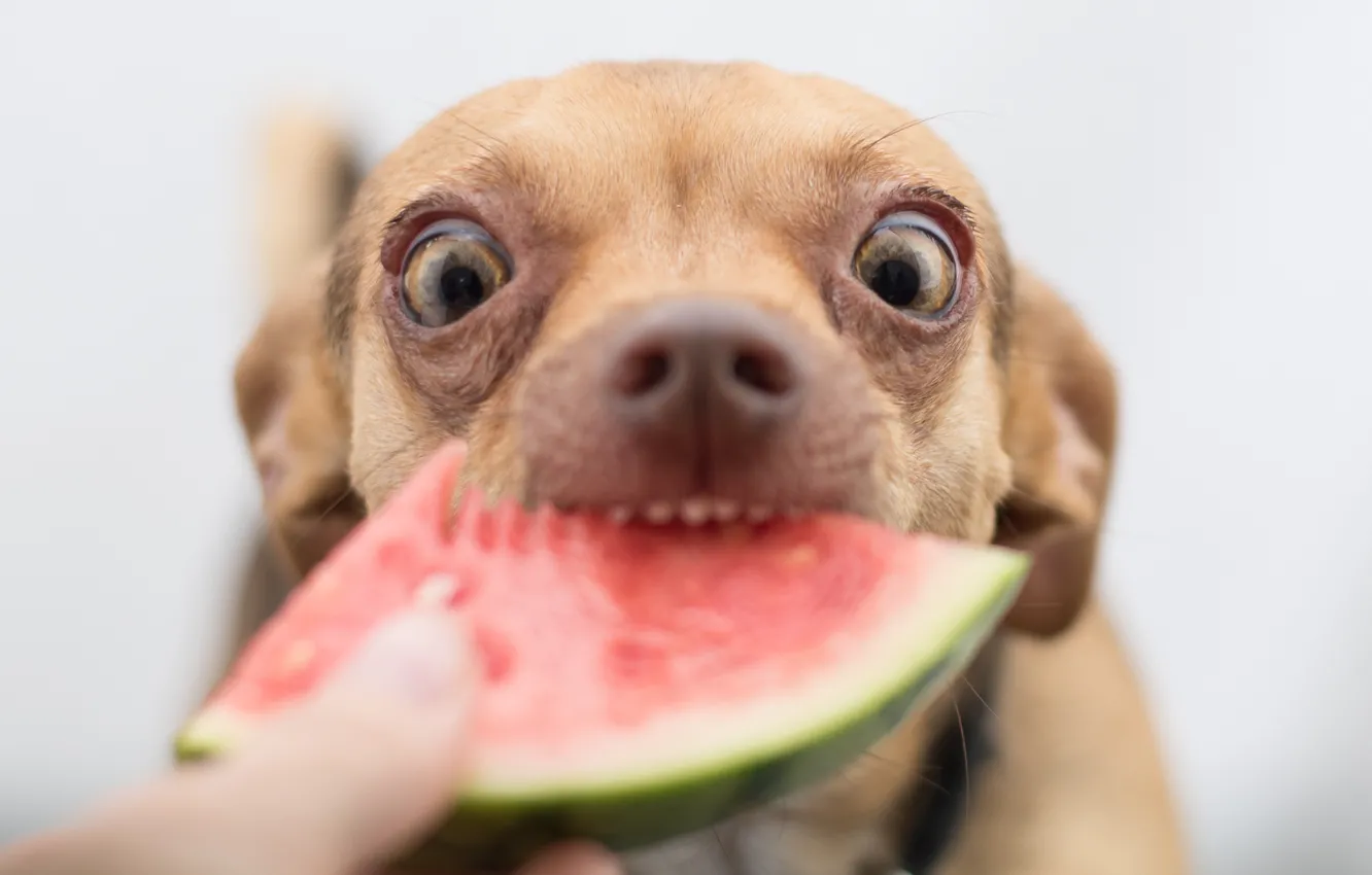 Photo wallpaper face, dog, watermelon, nose, eyes