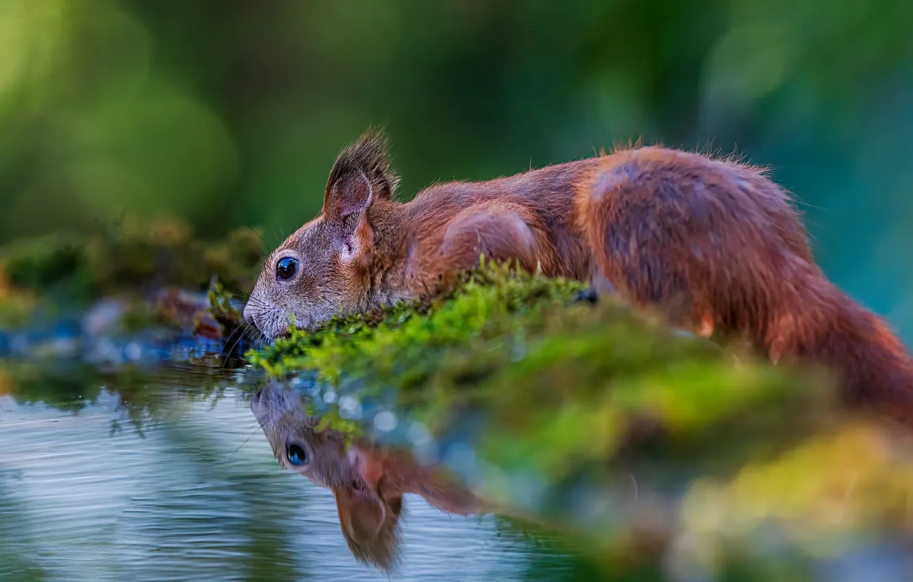 Photo wallpaper water, nature, animal, moss, protein, drink, pond, bokeh