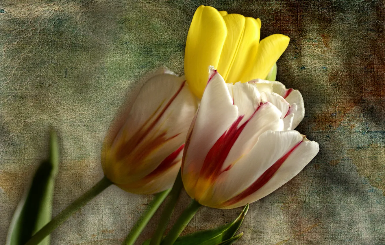 Photo wallpaper background, tulips, trio, buds