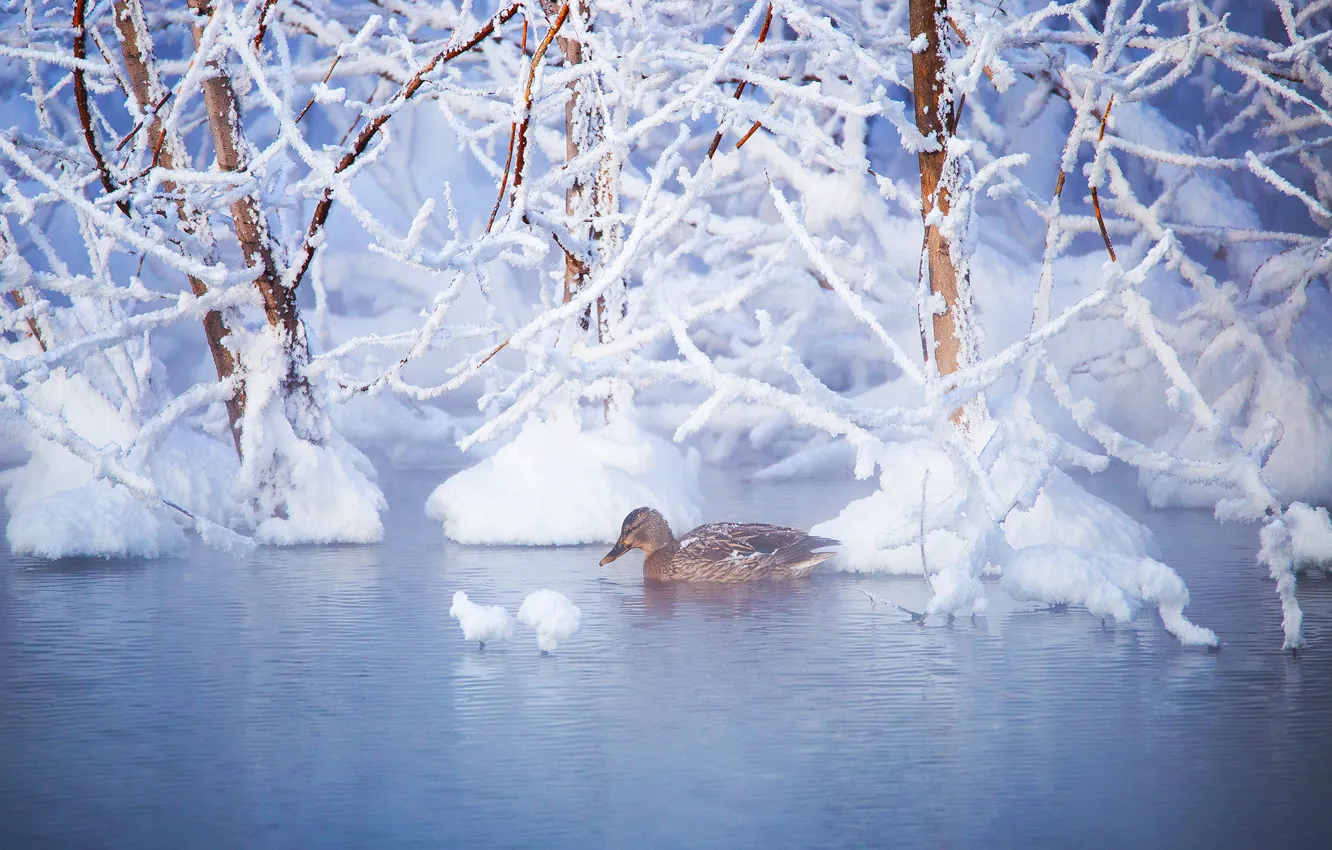 Photo wallpaper winter, water, snow, trees, branches, bird, duck
