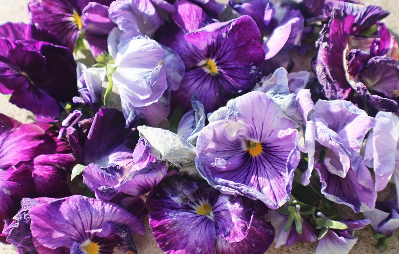 Photo wallpaper purple, light, flowers, Pansy, a lot, lilac, viola, violet