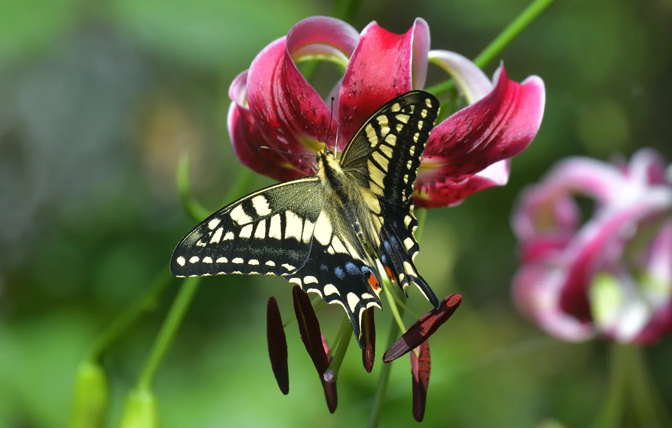 Photo wallpaper macro, flowers, red, butterfly, Lily, stamens, swallowtail