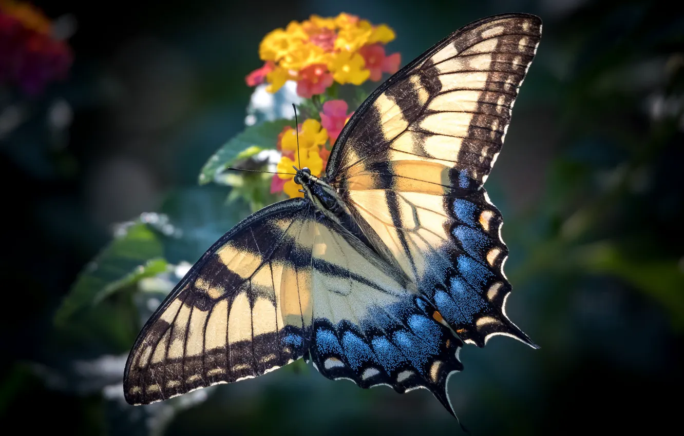 Photo wallpaper flower, butterfly, wings, insect