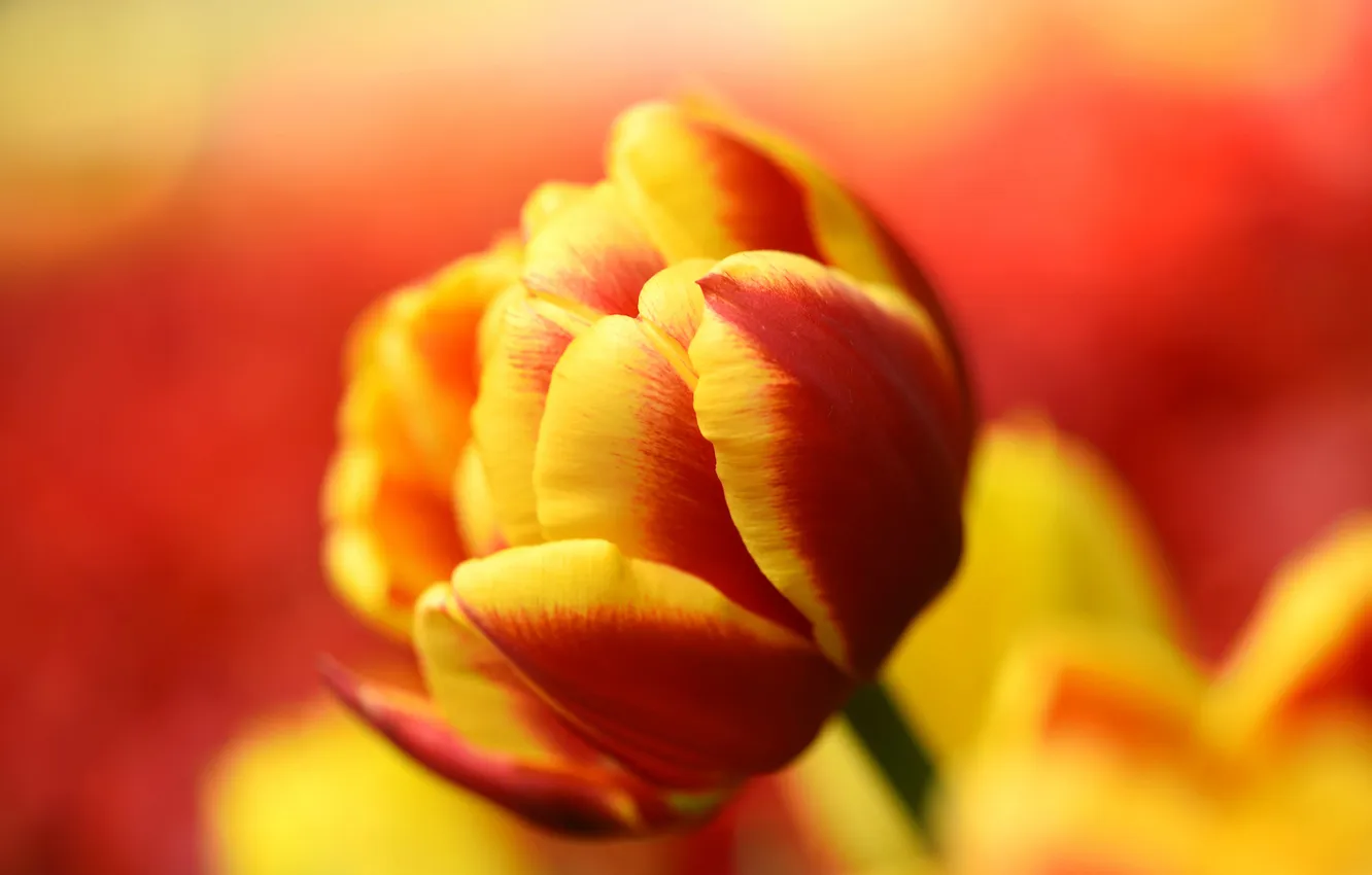 Photo wallpaper macro, nature, petals, tulips, buds