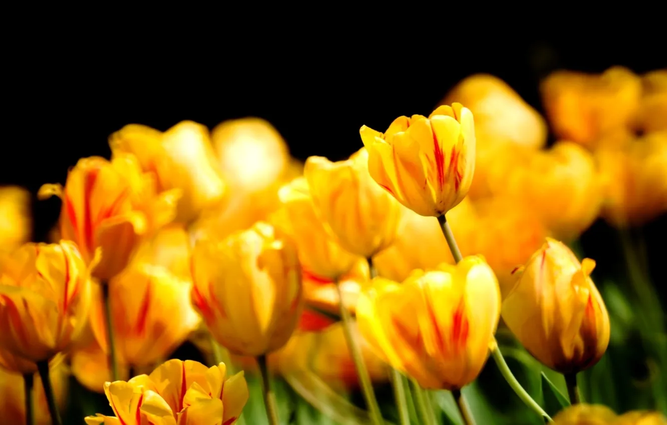 Photo wallpaper flowers, nature, spring, petals, tulips, buds
