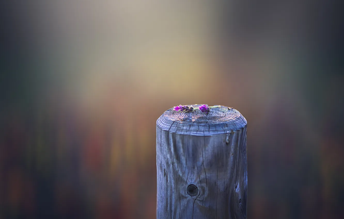 Photo wallpaper flowers, background, the fence