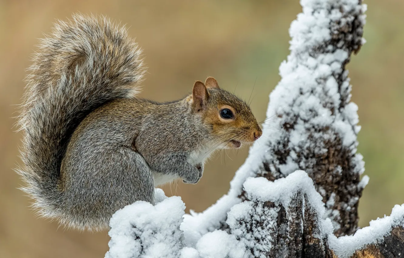 Photo wallpaper winter, snow, grey, background, stump, protein