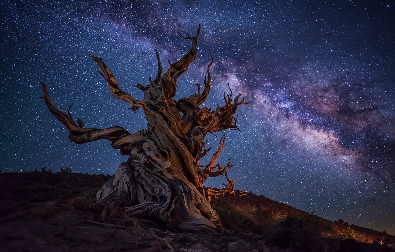 Photo wallpaper night, snag, the milky way, © JAY HUANG