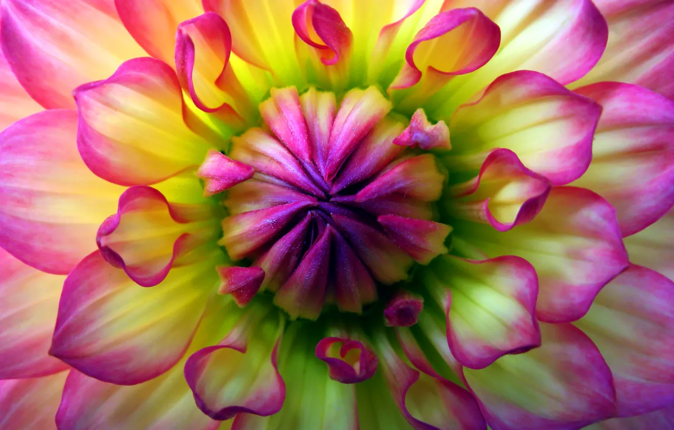 Photo wallpaper flowers, paint, petals