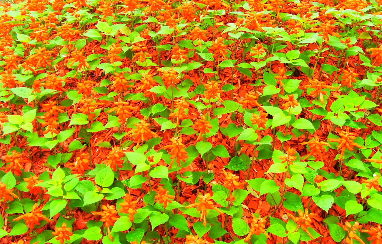 Photo wallpaper leaves, flowers, red, green, flowerbed