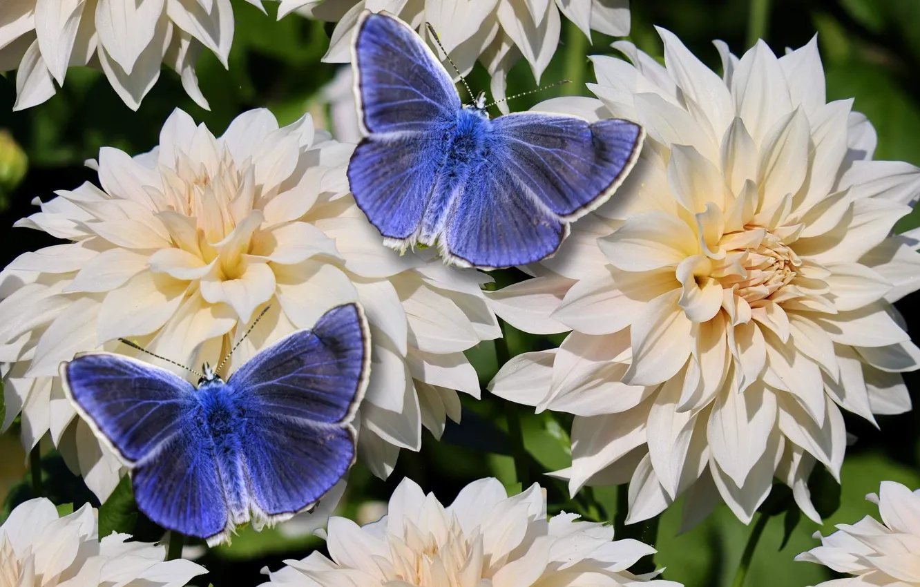Photo wallpaper nature, garden, blooming, Dahlia's