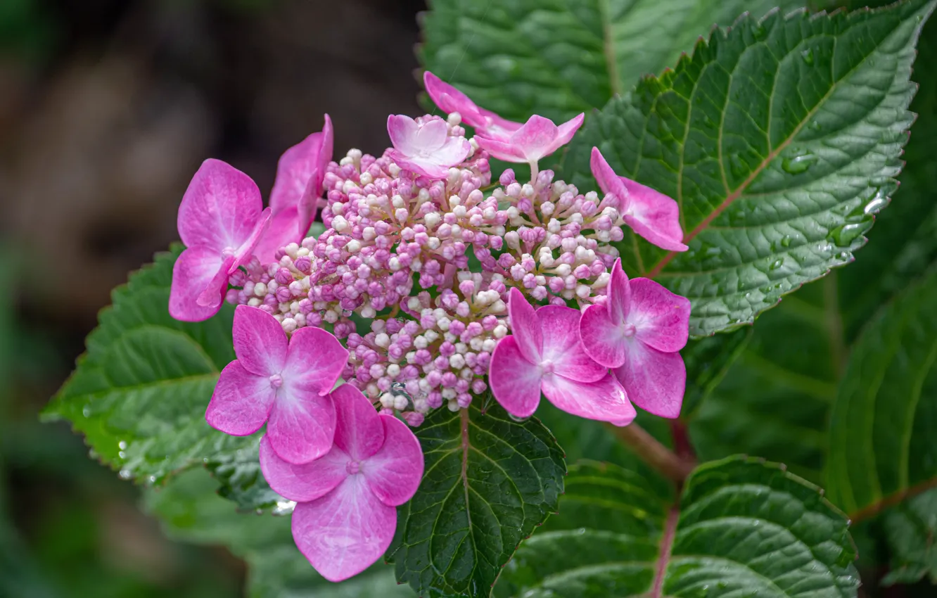 Photo wallpaper leaves, macro, flowers, pink, hydrangea, inflorescence
