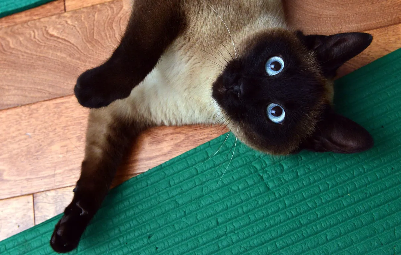 Photo wallpaper cat, eyes, cat, look, pose, green, paw, blue