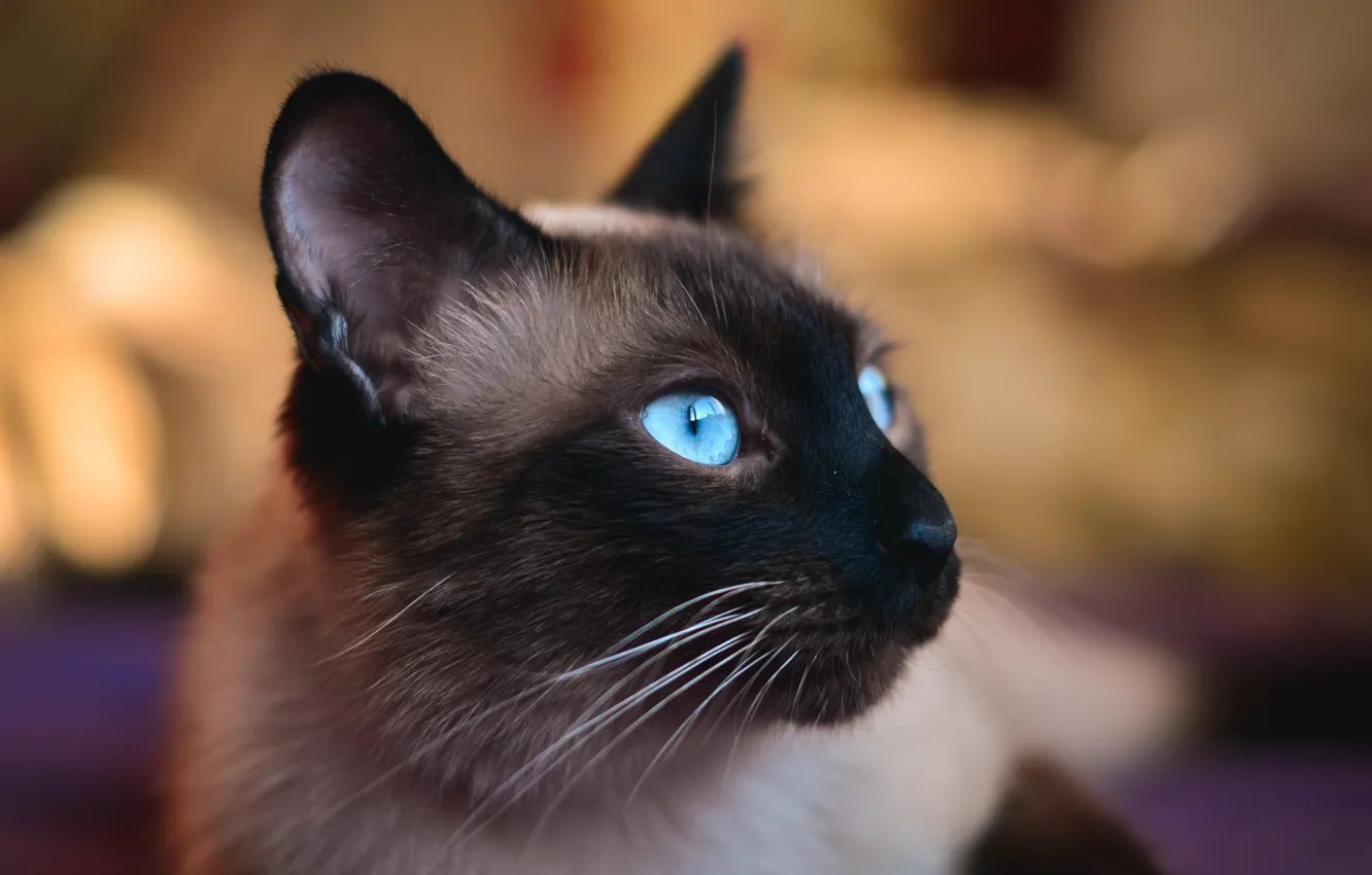 Photo wallpaper eyes, cat, blue