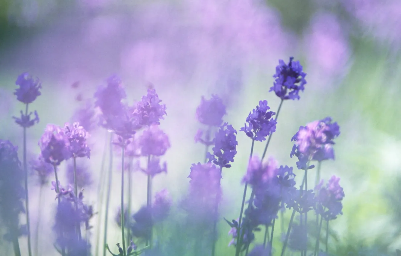Photo wallpaper flowers, blur, lavender, the color purple
