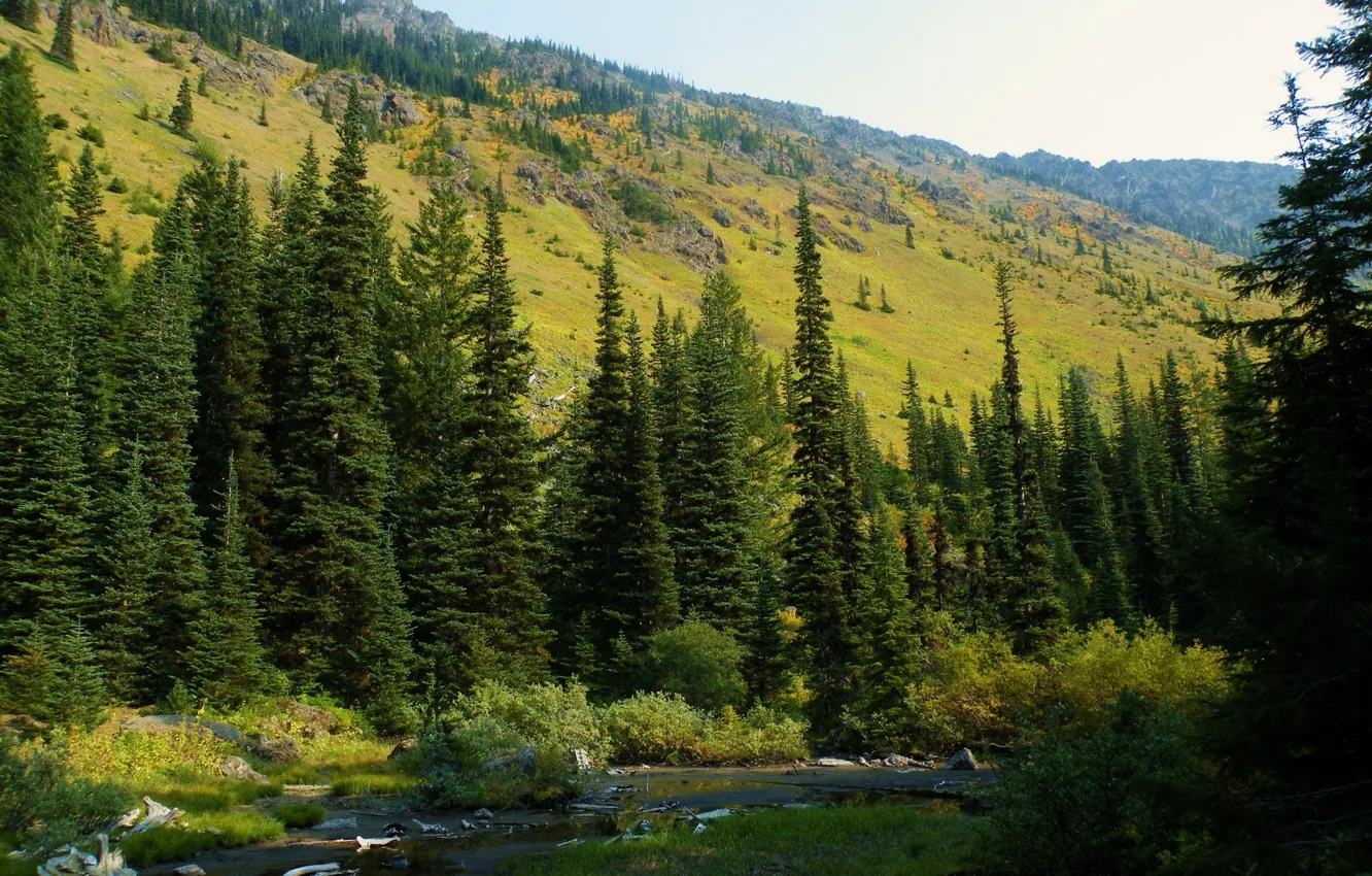 Photo wallpaper forest, nature, photo, spruce, USA, Washington, Mt. Baker-Snoqualmie National