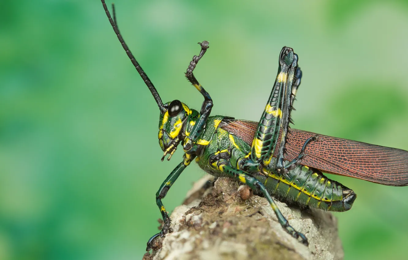 Photo wallpaper mustache, macro, pose, green, background, stone, legs, insect