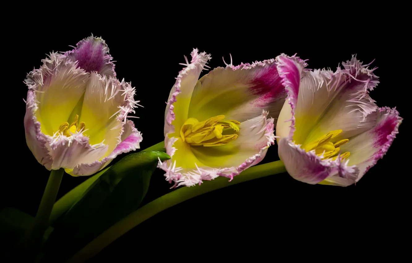 Photo wallpaper macro, tulips, Terry
