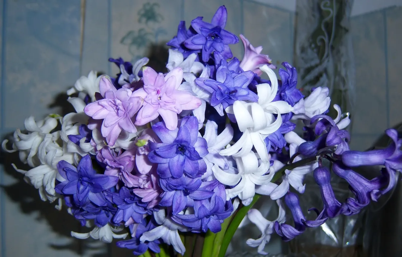 Photo wallpaper bouquet, hyacinths, Meduzanol ©, spring 2010