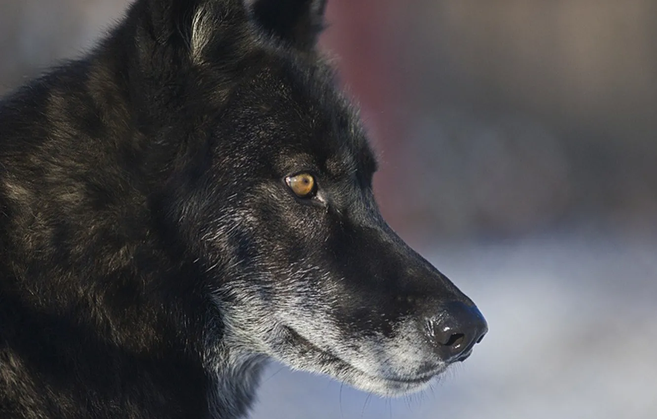 Photo wallpaper Predator, nature, animal, wolf, wildlife, portrait, portrait., Canis lupus. face