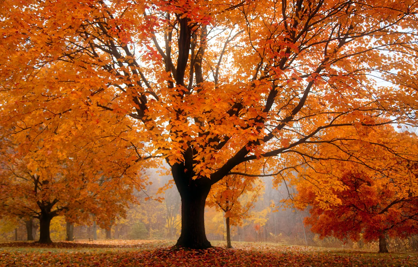 Photo wallpaper autumn, trees, orange, fog, Park, foliage