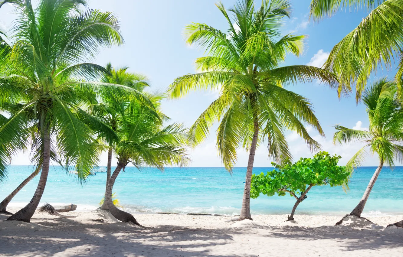Photo wallpaper sand, sea, palm trees