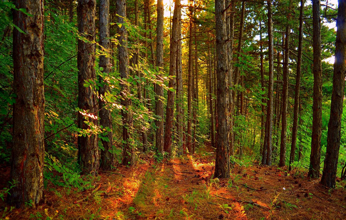 Photo wallpaper Trees, Forest, Landscape, Forest, Trees, The rays of the sun