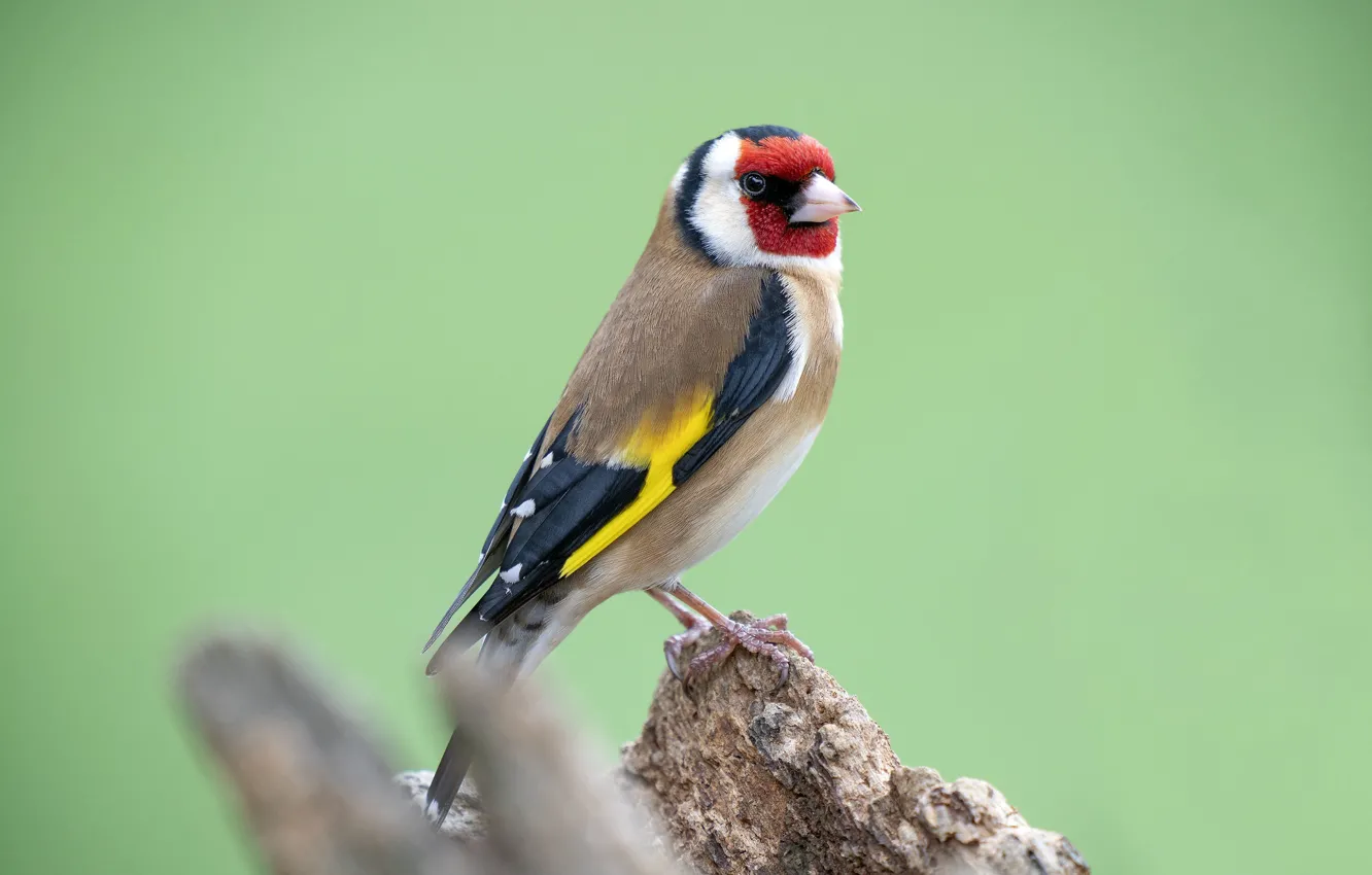 Photo wallpaper bird, stump, bokeh, goldfinch