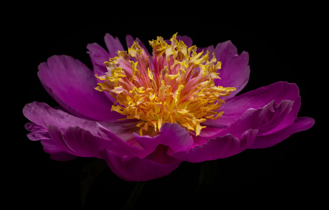 Photo wallpaper macro, pink, peonies