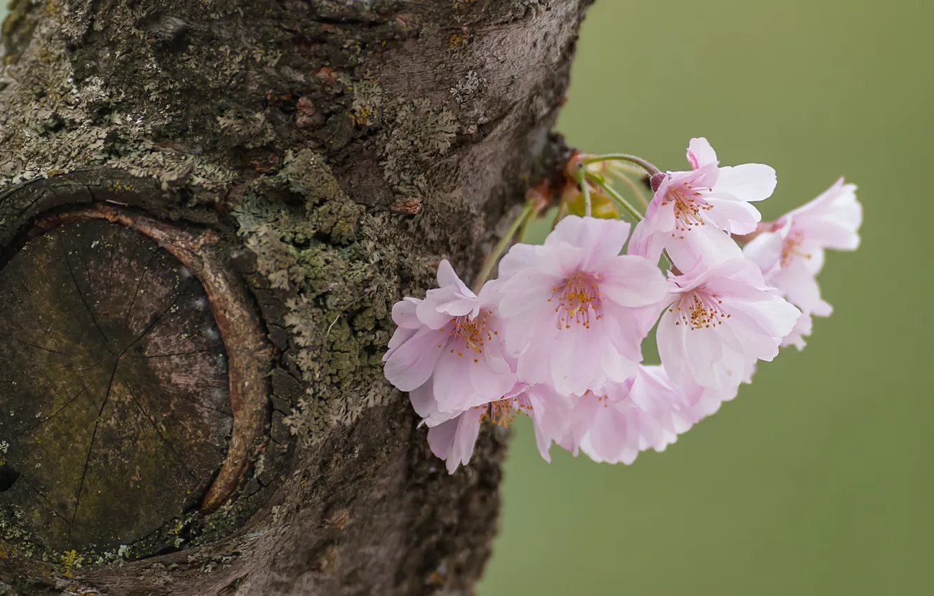 Photo wallpaper macro, trees, flowers, cherry, Sakura