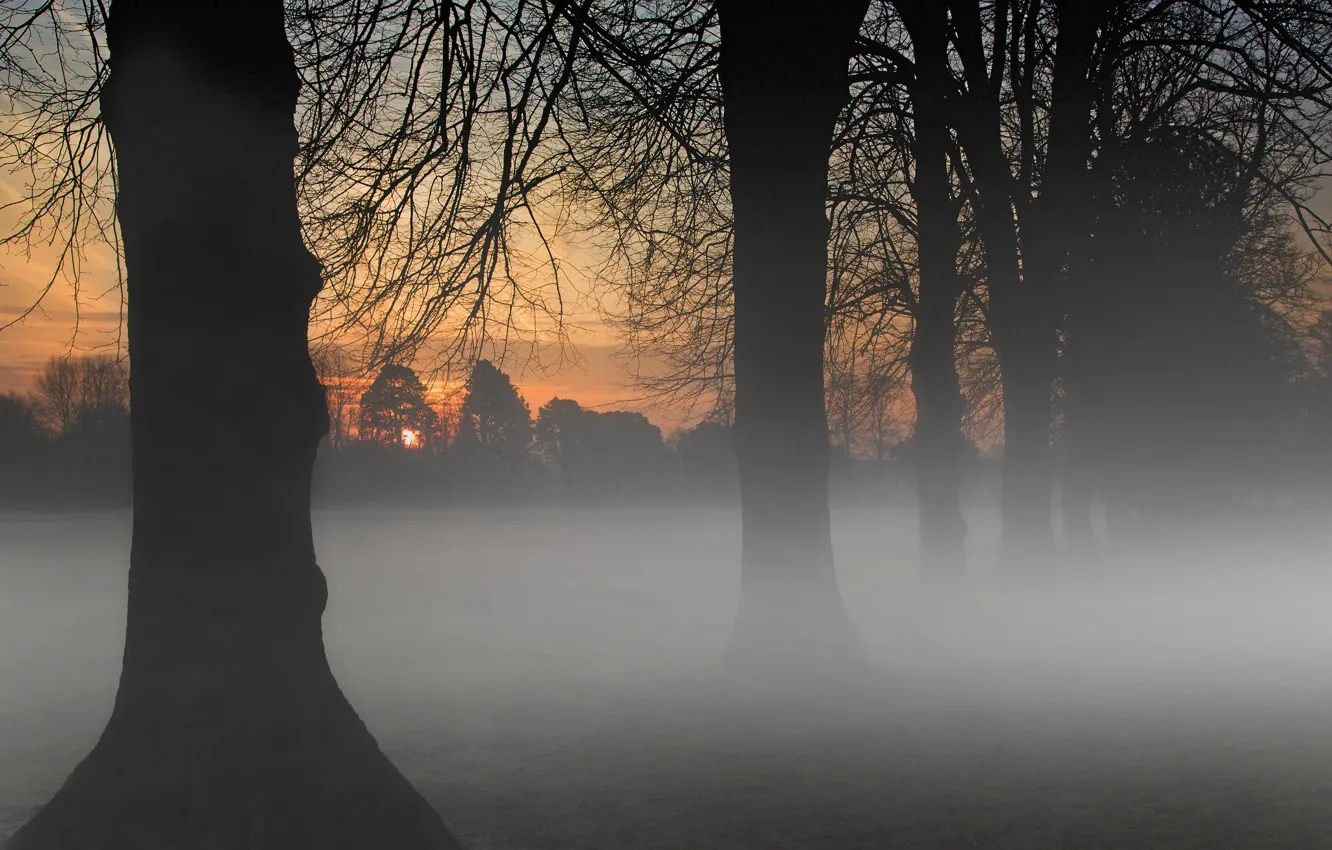 Photo wallpaper mist, trees, fog, morning, branches, sunrise