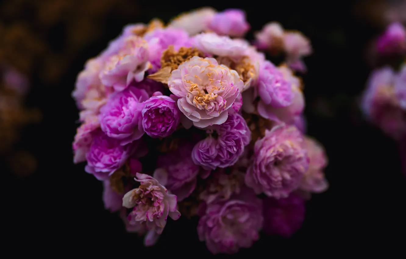 Photo wallpaper flowers, buds