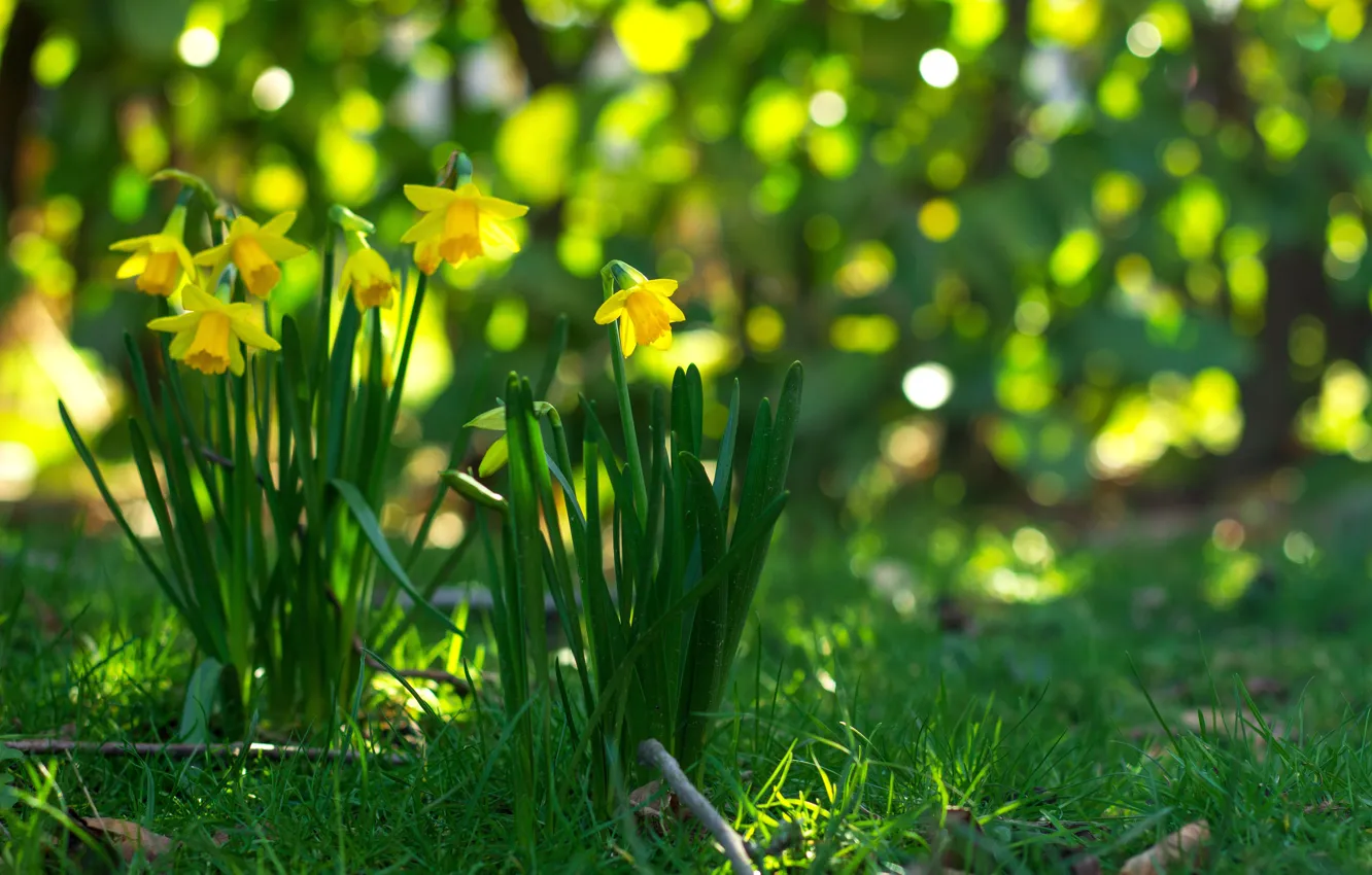 Photo wallpaper greens, grass, light, flowers, glade, spring, yellow, daffodils