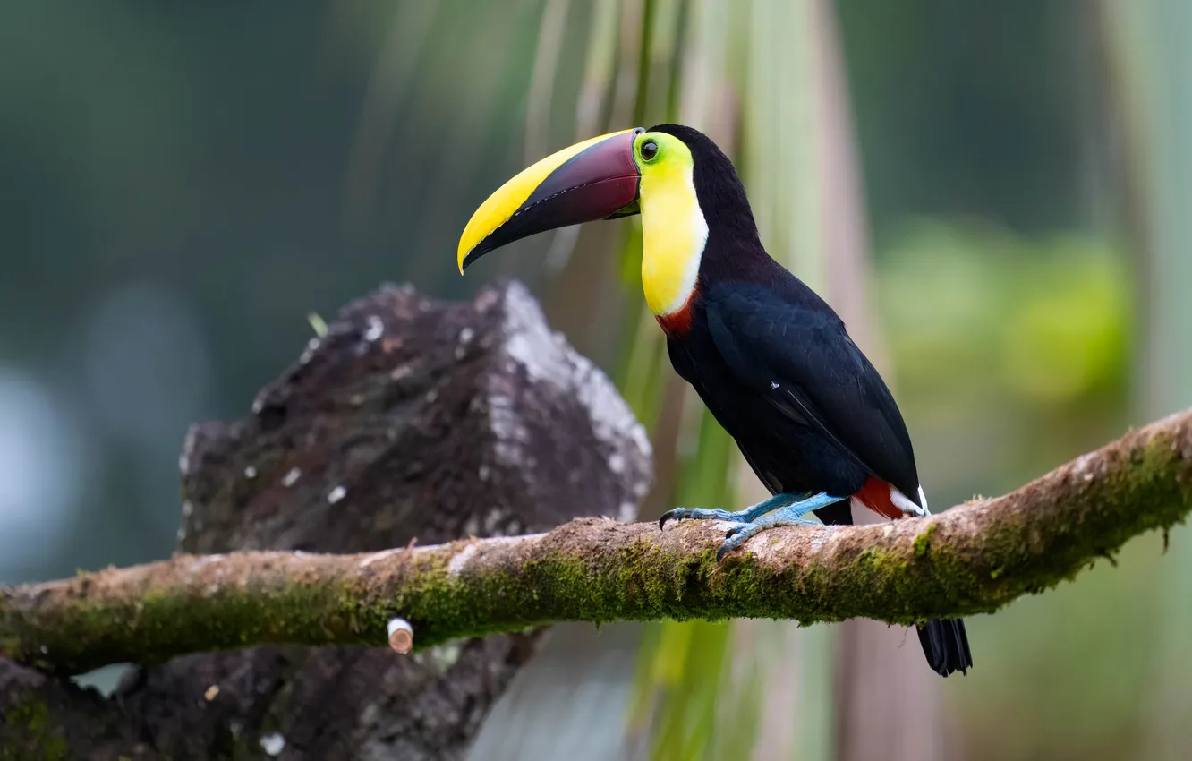 Photo wallpaper branches, stones, bird, Toucan, bokeh