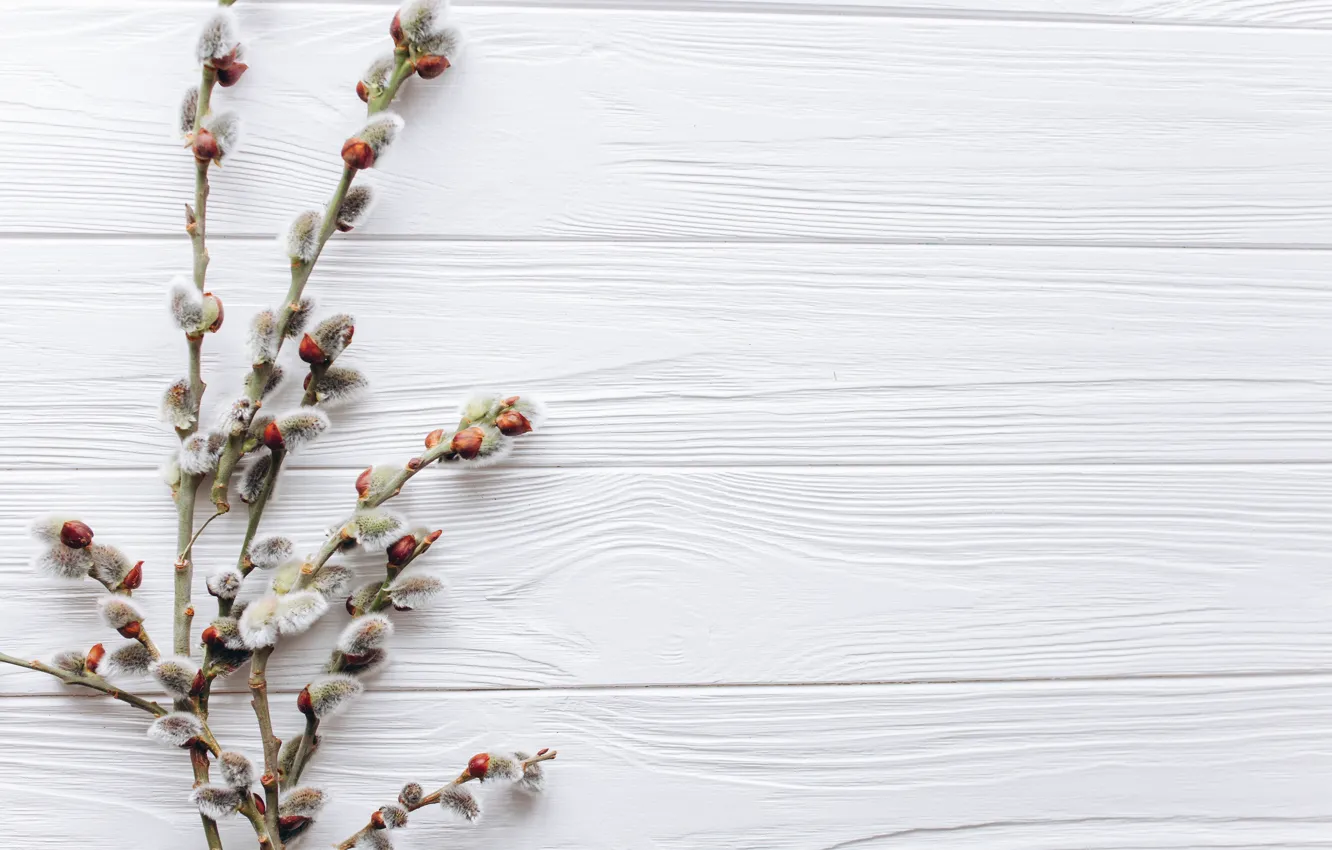 Photo wallpaper sprig, spring, buds, Verba