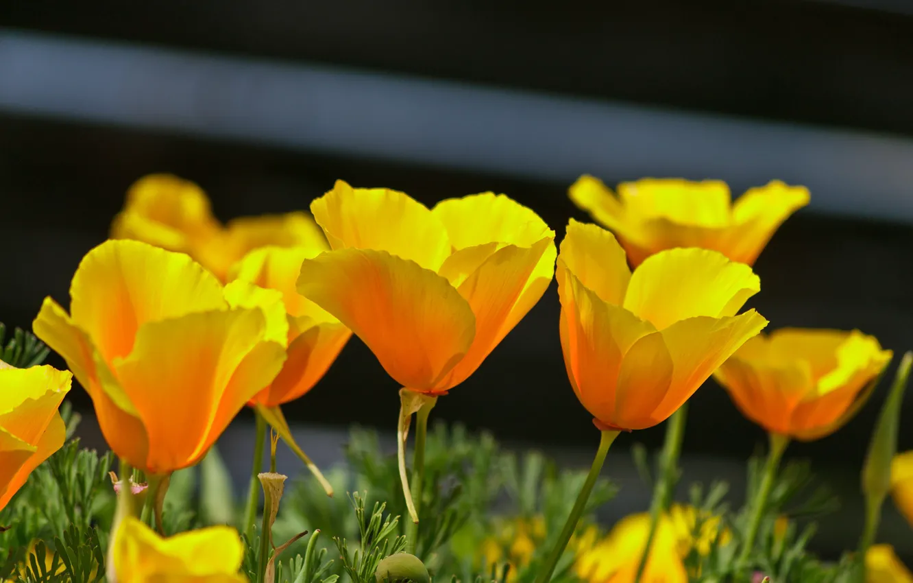 Photo wallpaper Spring, Spring, Yellow poppies, Escholzia, California poppy