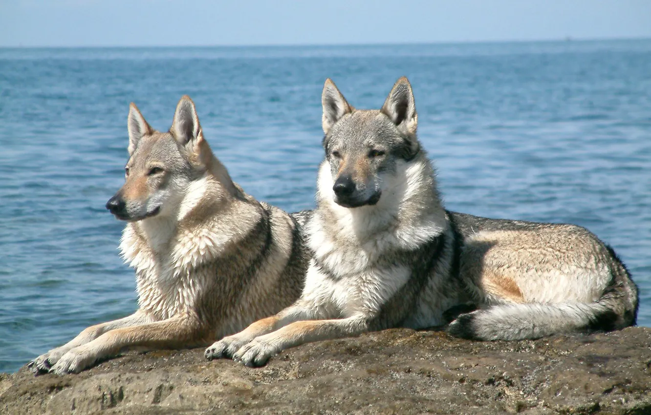 Photo wallpaper water, wolves, grey, lying on a rock