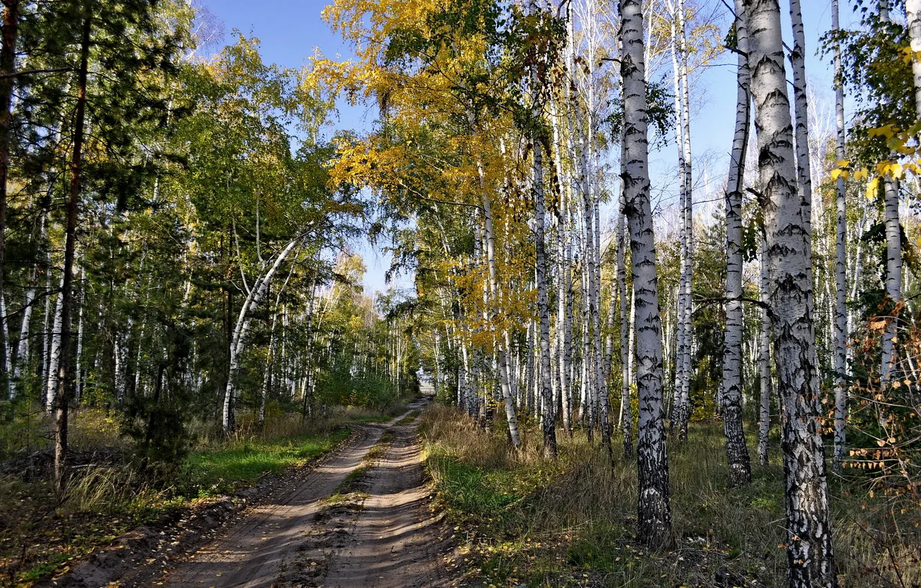 Photo wallpaper road, forest, birch