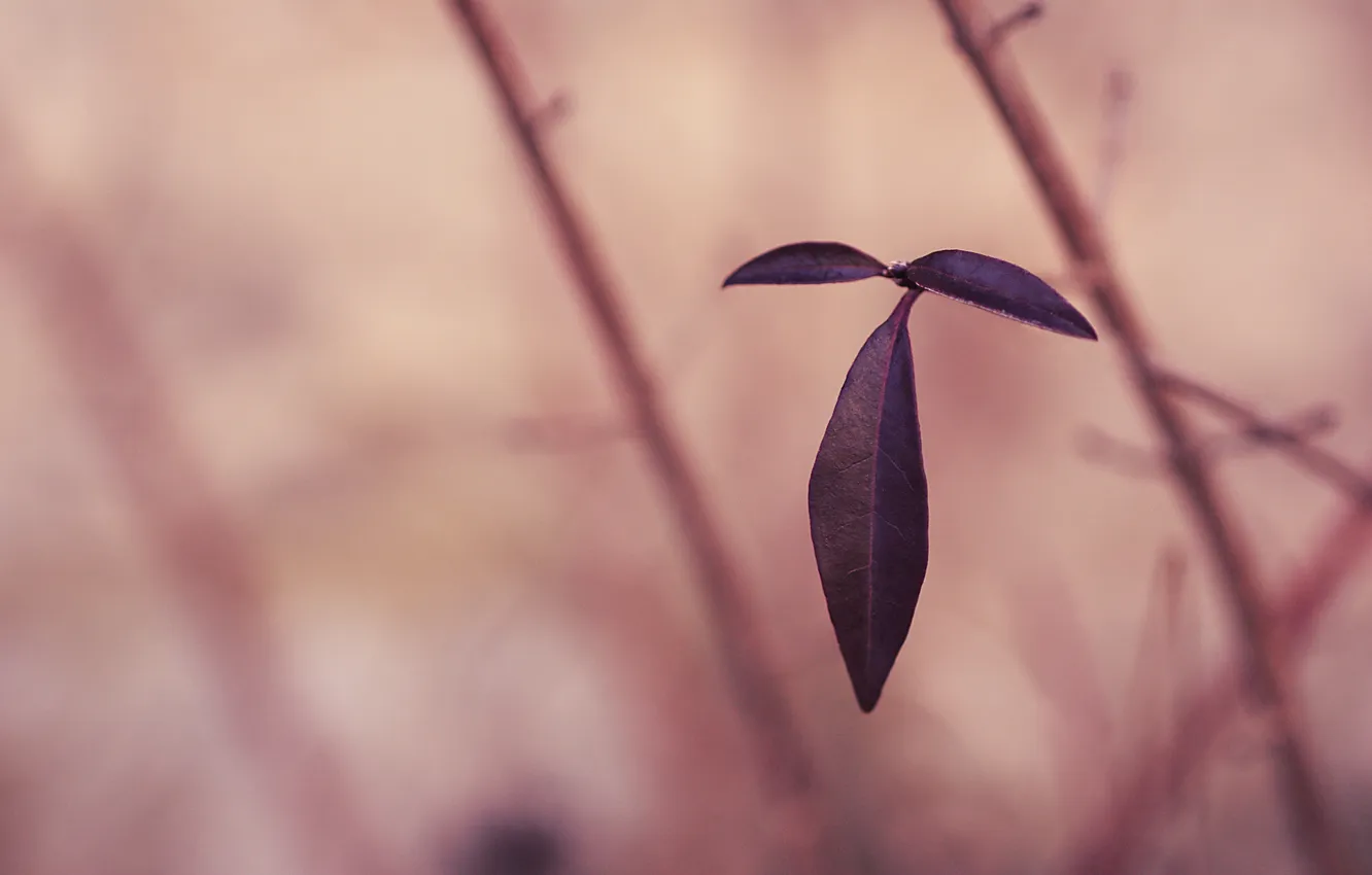 Photo wallpaper leaves, branches, three