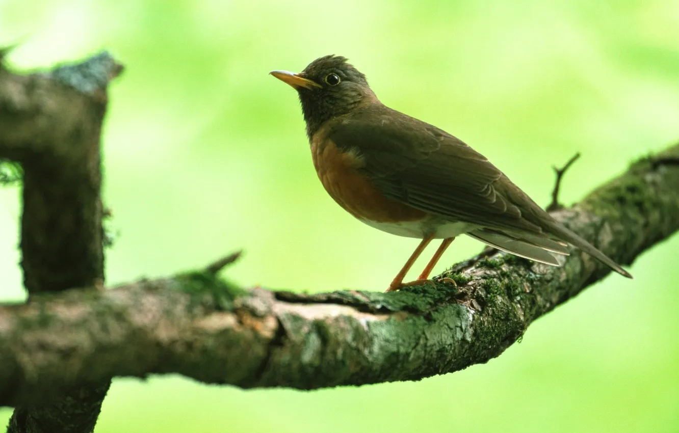 Photo wallpaper trees, branches, bird, Wallpaper