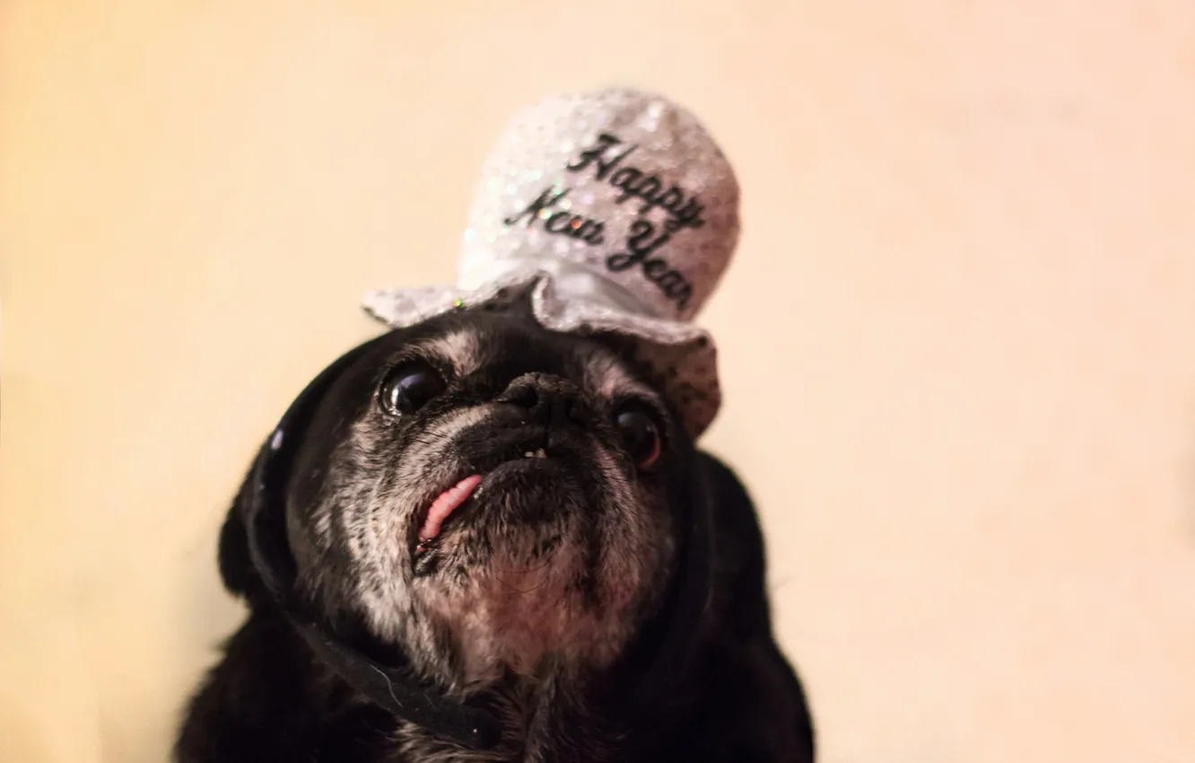 Photo wallpaper background, dog, hat
