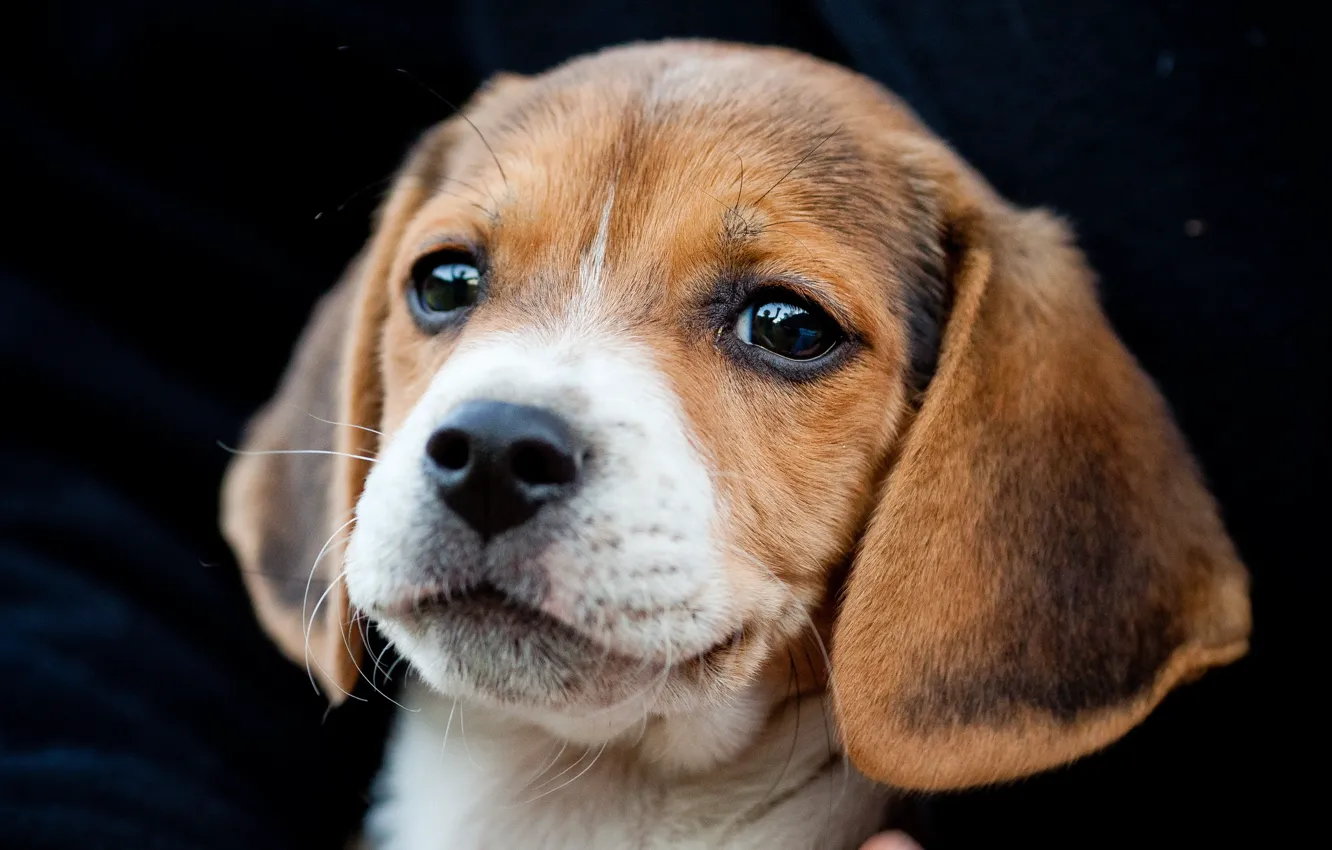 Photo wallpaper dog, puppy, Beagle