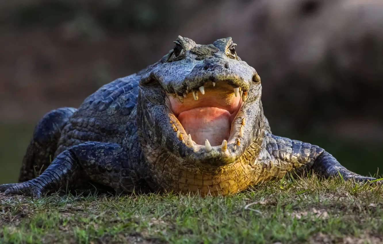 Photo wallpaper crocodile, teeth, huge mouth