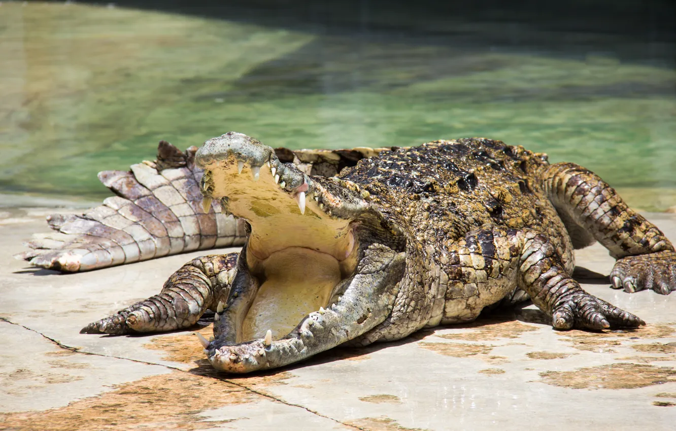 Photo wallpaper crocodile, mouth, reptile, teeth