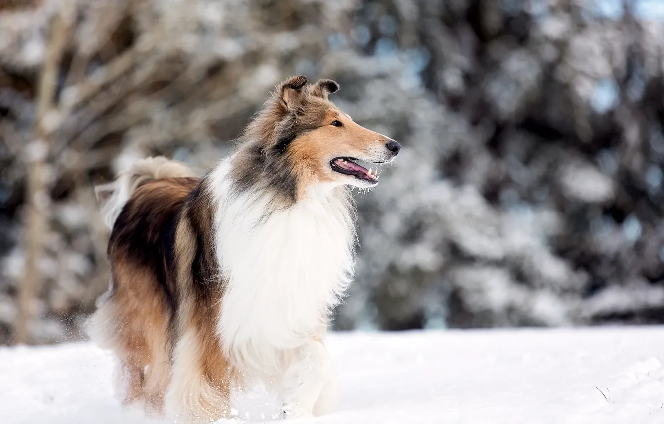 Photo wallpaper dog, snow, park lake, rough collie
