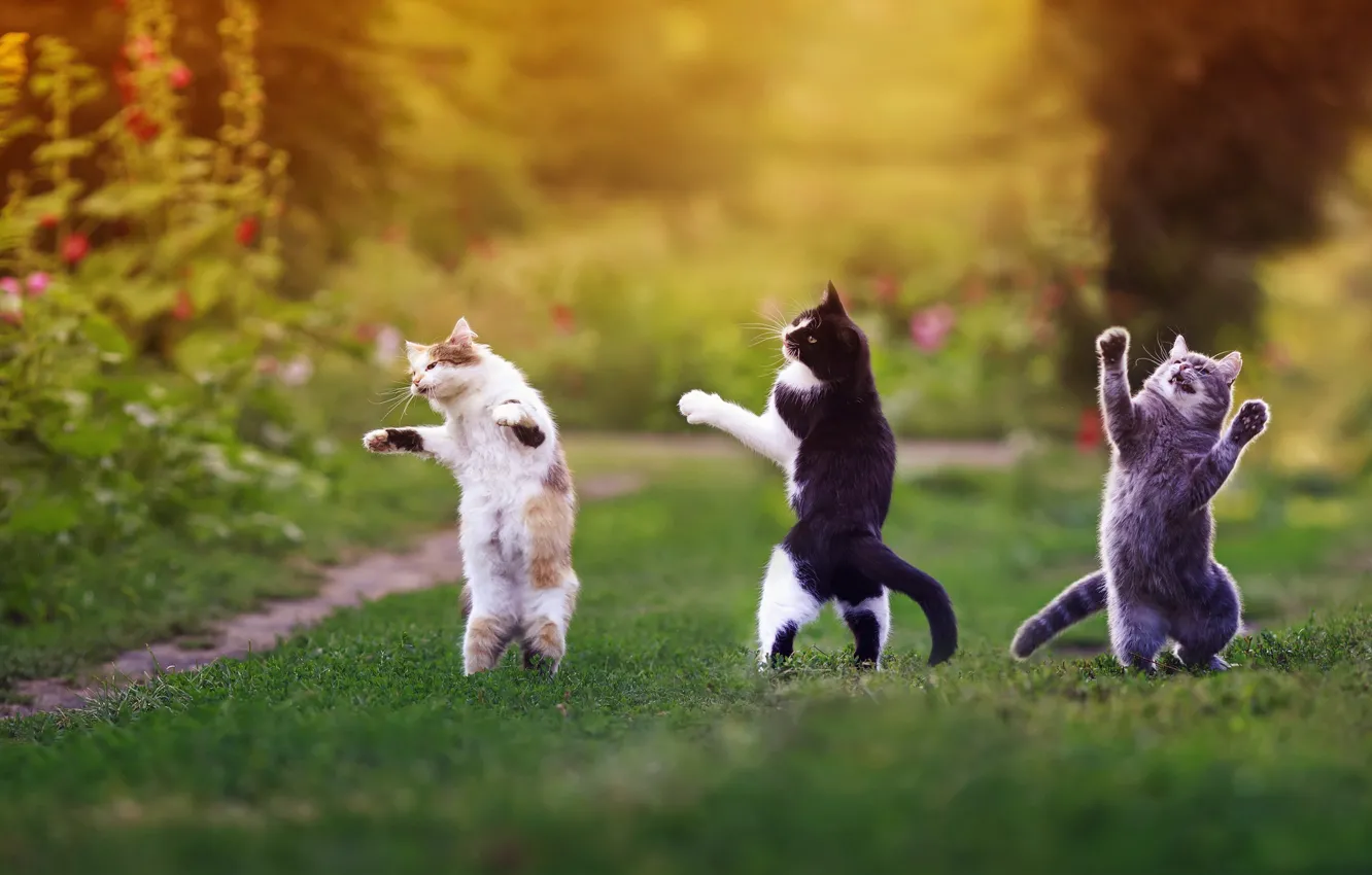 Photo wallpaper cat, summer, cat, glade, dance, stand, the buzz, party