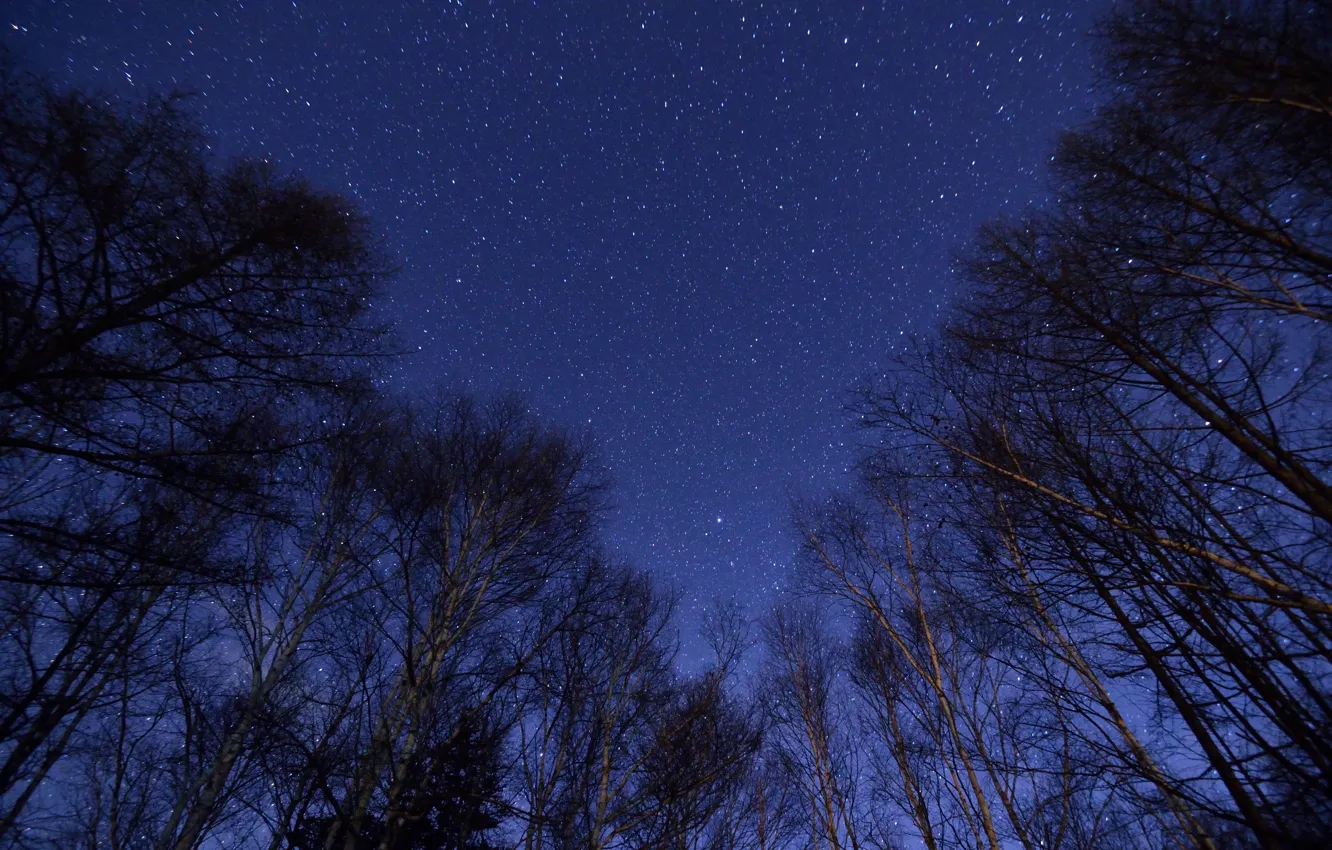 Photo wallpaper space, stars, trees, secrets