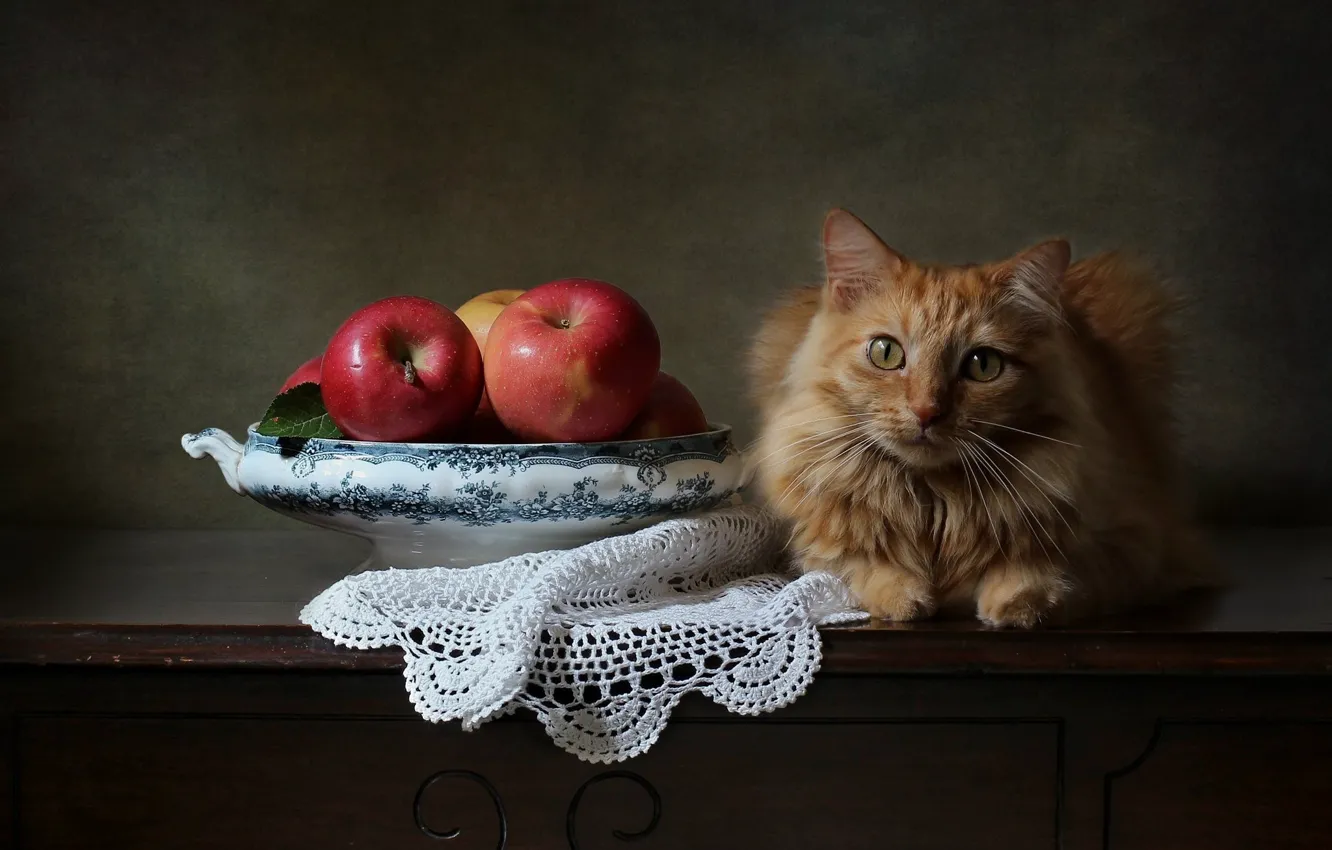 Photo wallpaper cat, look, background, apples, red, napkin, cat