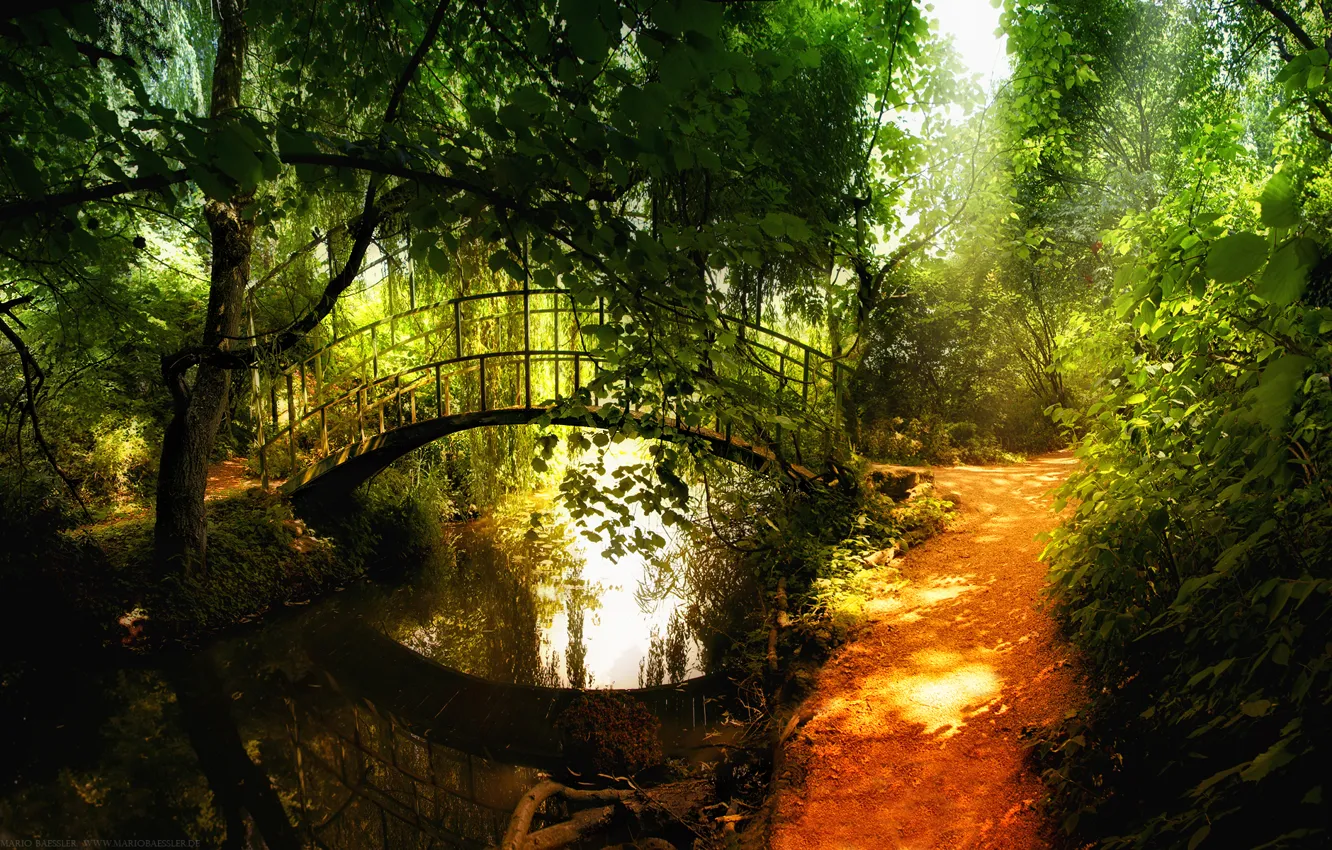 Photo wallpaper reflection, river, forest.the bridge